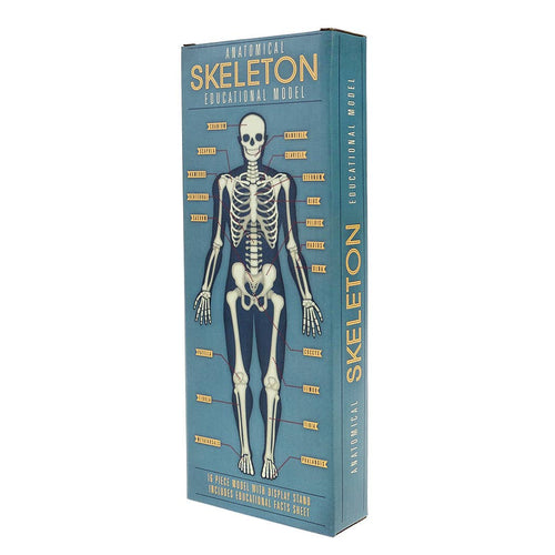 Anatomisk skeletmodel