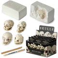 Kranie Udgravningssæt – Dig-A-Saurs – Puckator | Skulls&Bones