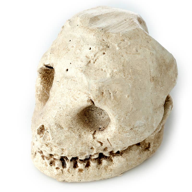 Kranie Udgravningssæt – Dig-A-Saurs – Puckator | Skulls&Bones