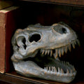 Nemesis Now – Tyrannosaurus Rex Kranie Figur 16 cm | Skulls&Bones