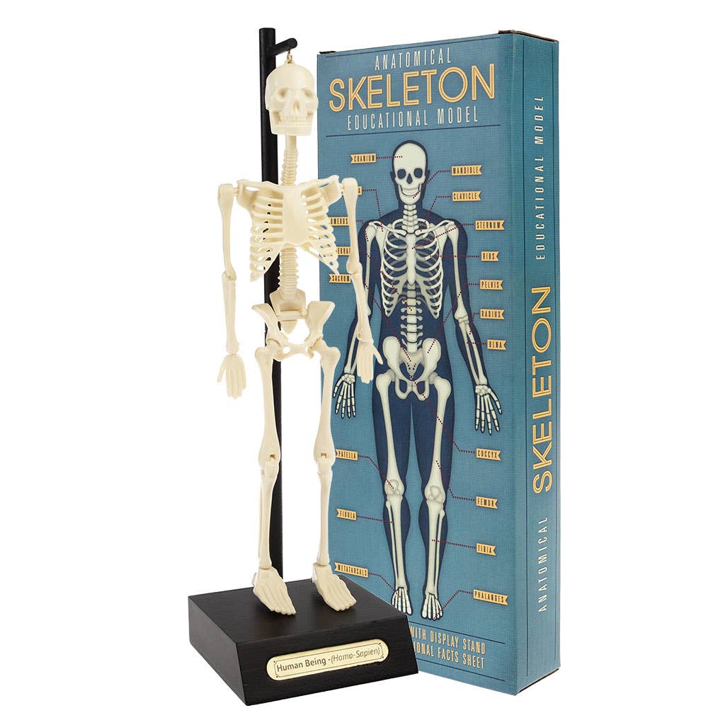 Anatomisk skeletmodel