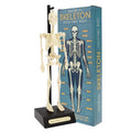 Anatomisk skeletmodel