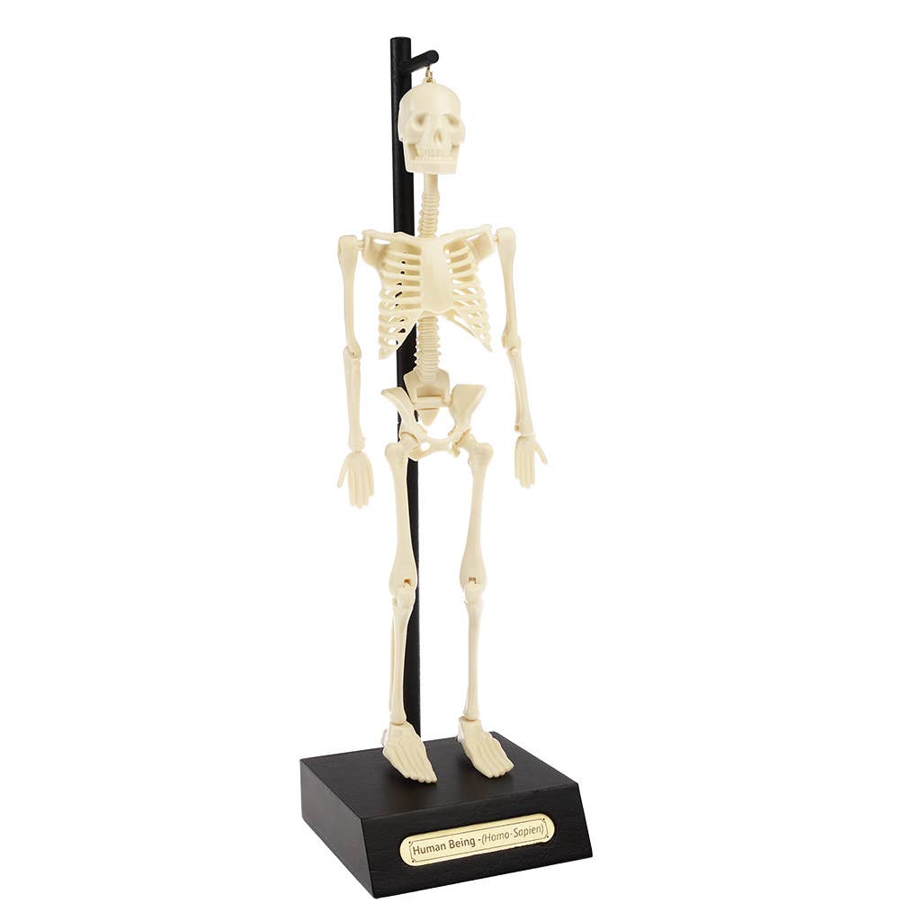Anatomisk skeletmodel
